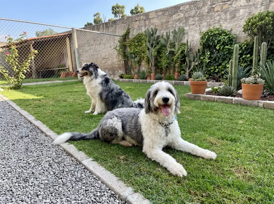 Perros descansando en el jardín del hotel canino Can-Doit
