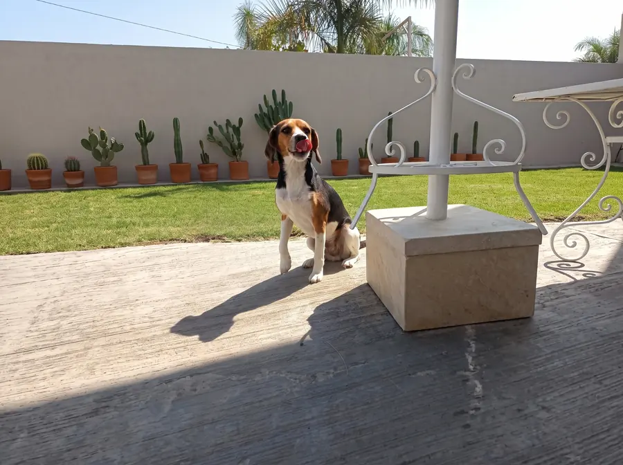 Perro esperando su recolección en Can-Doit